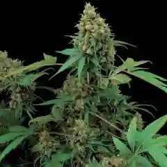 Moby Dick Marijuana Strain