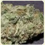 Morning Star Marijuana Strain