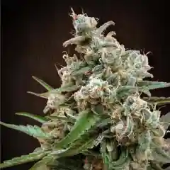 Nepalese - Nepal - Nepali Marijuana Strain