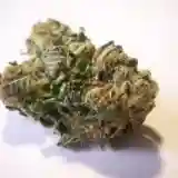 Neptune Kush Marijuana Strain