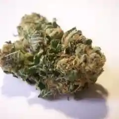 Neptune Kush marijuana