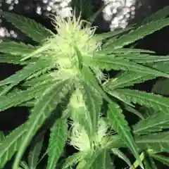 Northern Lights #5 Marijuana Strain