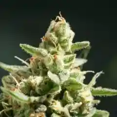 Northern Lights Marijuana Strain