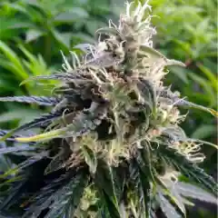 Northern Lights marijuana