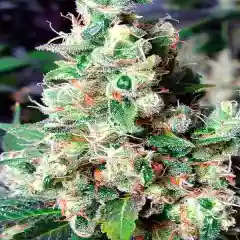 NYC Diesel - New York Diesel - Soma Sour Diesel marijuana