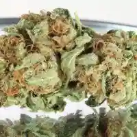 OG Diesel Kush Marijuana Strain