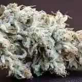 OG Wreck Marijuana Strain