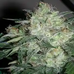 Ogiesel Marijuana Strain