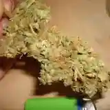 Orange Bud Marijuana Strain