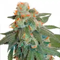 Orange Bud marijuana