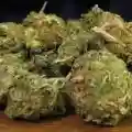 Orange Crush marijuana