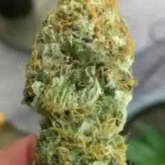 Orange Skunk Marijuana Strain