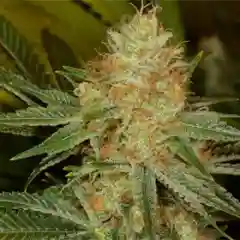 Orange Velvet Marijuana Strain