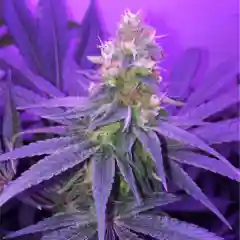Oregon Blueberry Marijuana Strain