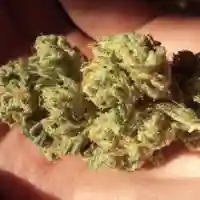 Organic Diesel Marijuana Strain