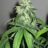Outer Space Marijuana Strain