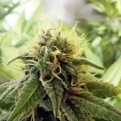P-91 Marijuana Strain