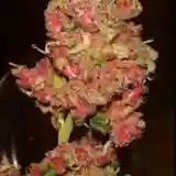 Panama Red Marijuana Strain