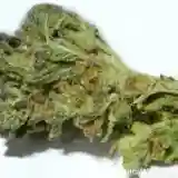Permafrost Marijuana Strain