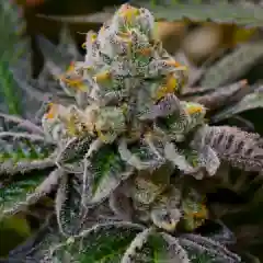 Platinum Cookies - Platinum Girl Scout Cookies- Platinum GSC- Bay Platinum Cookies Marijuana Strain