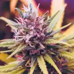 Plushberry Marijuana Strain