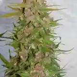 Plushberry marijuana