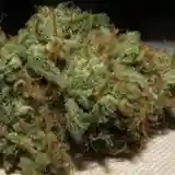 Pluto Kush Marijuana Strain