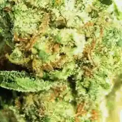 Popcorn Kush Marijuana Strain