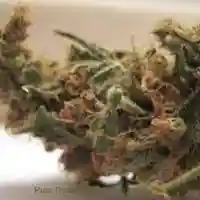 Power Plant Marijuana Strain