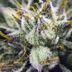 Pre 98 Bubba Kush Marijuana Strain