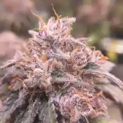 Purple Afghani Marijuana Strain