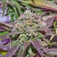 Purple Afghani marijuana