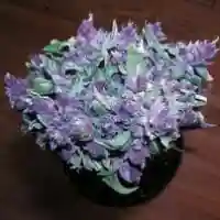 Purple Buddha marijuana