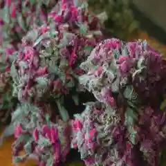 Purple Buddha marijuana