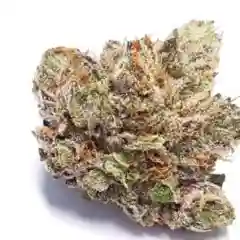 Purple Candy marijuana