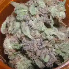 Purple Goo Marijuana Strain