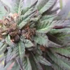 Purple Kush - Purple Hindu Kush - PHK Marijuana Strain