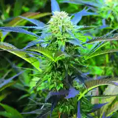 Purple Kush - Purple Hindu Kush - PHK marijuana