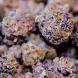 Purple Monkey Balls Marijuana Strain