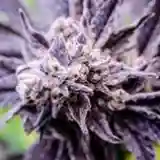 Purple Monkey Balls marijuana