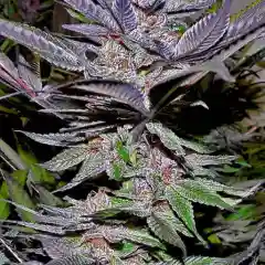 Purple Nepal Marijuana Strain