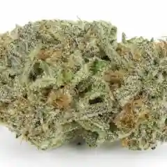Purple Nepal marijuana