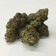 Purple OG Kush marijuana