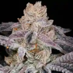 Purple Punch Marijuana Strain