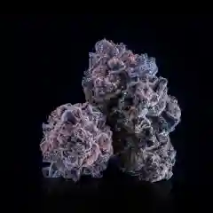 Purple Punch marijuana