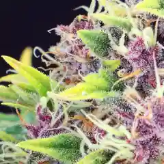 Purple Sour Diesel Marijuana Strain