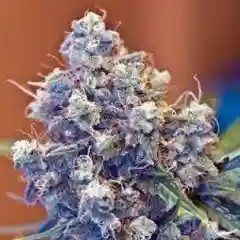 Purple Urkle marijuana