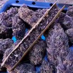 Purple Urkle marijuana