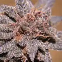 Purple Voodoo Marijuana Strain