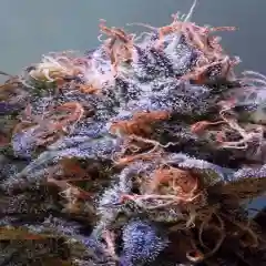 Querkle Marijuana Strain